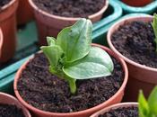Broad Beans Nearly Ready Planting