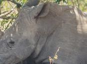 Ziwa Rhino Sanctuary Must Visit Uganda