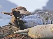 March 22nd Featuring Seal Freebies!