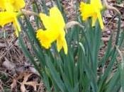 Suddenly Spring
