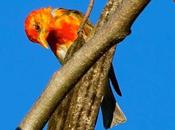 BIRDS ZIMBABWE, Part Guest Post Karen Minkowski