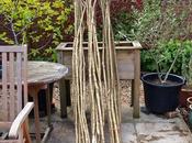 Hazel Beanpoles