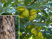 Health Benefits Terminalia Arjuna