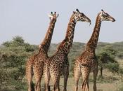Giraffes Could Well Next Endangered Species Listed