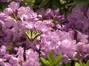 Done with Butterfly Hunting?