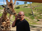 Licked Giraffe