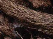 Surprising Health Benefits Jatamansi(Nardostachys Jatamansi)