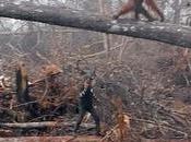 Heartbreaking Footage Orangutan Trying Fight Excavator That Destroying Home