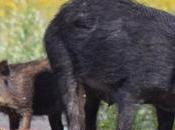 Wild Pigs Rapidly Spreading Across Canada, Researchers It's Time Worry