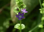 Venus' Looking Glass