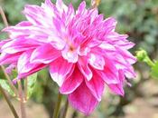 Attractive Flowers Kodaikanal Flower Show 2019