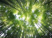 Tree-Planting Campaign England Failed Meet Government Target