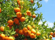 Ruth Krall, Religious Leader Sexual Abuse What Language Shall Use?