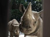 Rhinos Rwanda: Largest Ever Transport from Europe Africa Begins Today