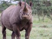 Five Black Rhinos 3700 Miles Rwanda