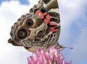 Postnatal Depression; Scared Antidepressants