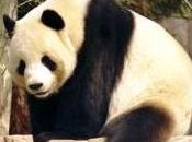 Featured Animal: Giant Panda Bear