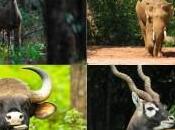 Best Wildlife Experiences World