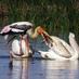 Biodiversity Conservation