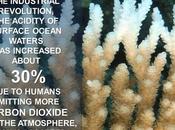 #ClimateFacts Series: #ClimateChange #Science #CoralBleaching #OceanAcidification