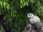 Spot-Bellied Eagle Photography