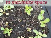 Growing Vegetable Garden Circle Maximize Space. Brilliant!