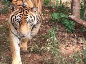 Rescued Thai Tigers Govt Care Centre Thailand