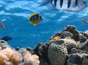 Important Facts Understand Ocean Heat Blobs That Threaten Marine Life