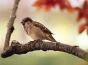 Study Reveals Billion Birds Lost Canada Last Years