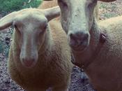 Were Shepherds Bible?