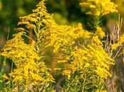 Wild Flowers from Yesterday's Shoot