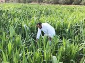 Nationalized Workforce: Parts Agriculture Sector Only Hire Saudis