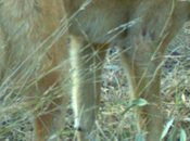 Victoria, Please Don’t Aerial-bait Dingoes