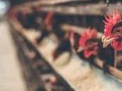 Poultry Production Caribbean