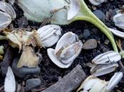 What Before Going Yesterday, More Photo Madness [sunflower Seeds]