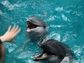 "Behind Smile" Report From World Animal Protection Exposes Scale Suffering Behind Dolphin Tourism Experiences