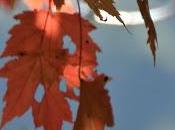 Autumn Road Trip! Grocery Store)