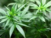 Environmental Impacts Marijuana Legalisation