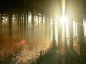 Incredible Crepuscular Rays Sunbeams Caught Camera