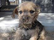 Scared Puppy Found Stuck Cactus Gets Rescued