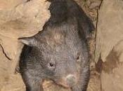 Featured Animal: Wombat