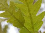 Plant Week: Quercus Cerris