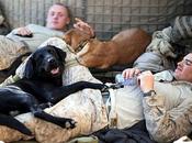 Dogs Afghanistan Homes With Foreign Soldiers