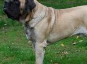 Featured Animal: Mastiff