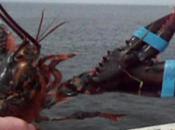 Three-Clawed Lobster Grabs Limelight With Handy Extra Claw