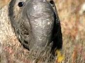 Featured Animal: Elephant Seal