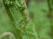 Plant Week: Dryopteris Filix-mas