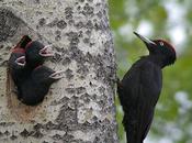 Incredible Images Woodpeckers