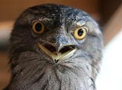 Introducing Frogmouth