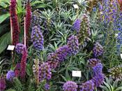 Echium Envy